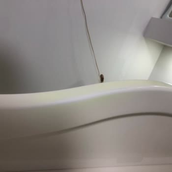 Meltem Modüler Mobilya Krem Rengi Lake Mobilya Sarı Ve Yeşil Arası Renk Aldı