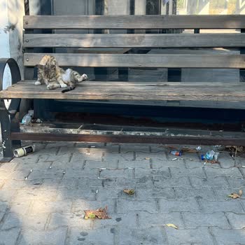 Avşa Belediyesi Hijyene Önem Vermiyor