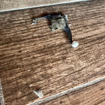 Villa Vagonu Pişmanlığı, Ölmüş Yarasa Çıktı!