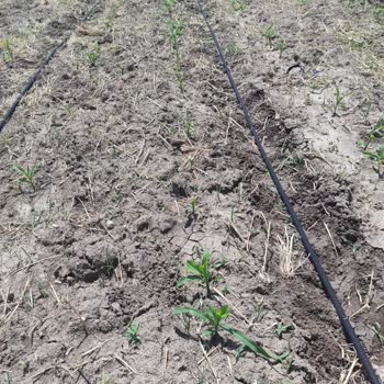 Tarım ve Orman Bakanlığı Keçiler Mısır Tarlasına Zarar Verdi!