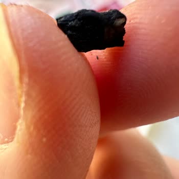 Tadelle Çikolata Sagra Üreticisinin İçinden Kömür Gibi Bir Şey Çıktı