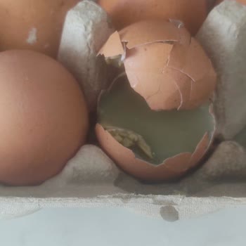 Gordo Yumurta BİM Gordo Marka Yumurta