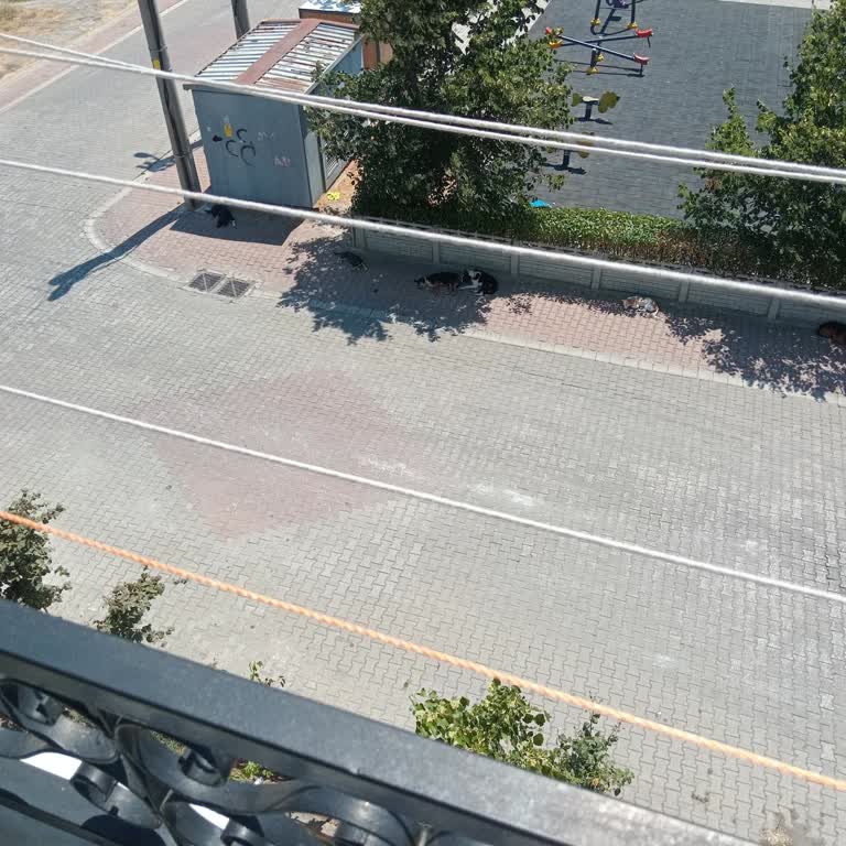 Ergene Belediyesi Başıboş Köpekler