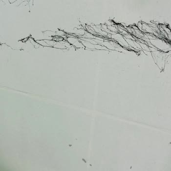 Bianca Boya Bianca Stella Pişmanlığı