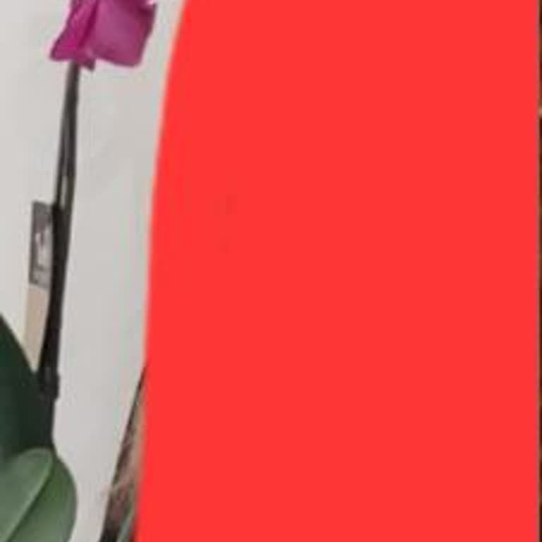 Çiçek Sepeti Hayal Kırıklığı