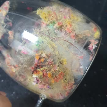 Kupa Dünyam Duyarsızlığı