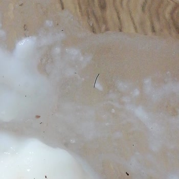 Liva Pastanesi (livashop.com) Yıldız Şubesi'nden Aldığım Tatlıda Kıl Çıktı!