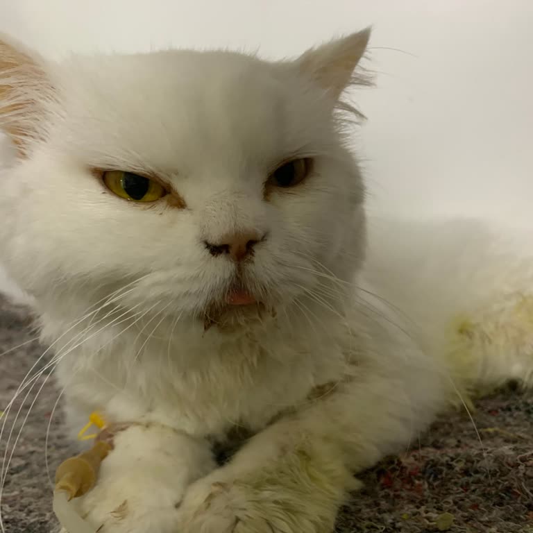 Ankara/ Bağlıca Vsm Hayvan Hastanesi Doğru Tedavi Uygulamıyor