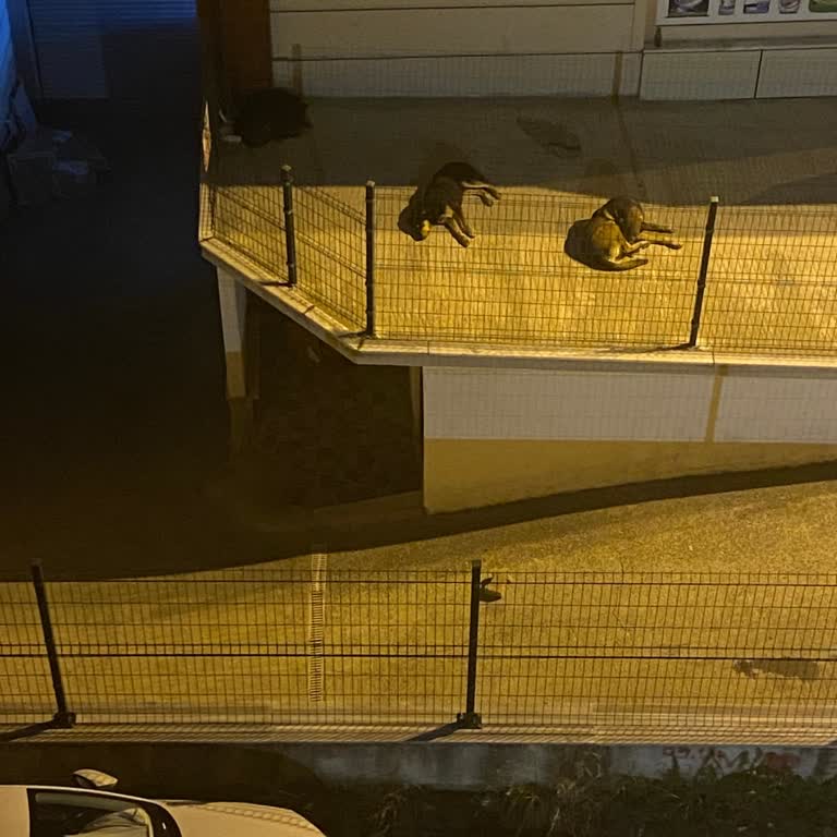 Eyüpsultan Belediyesi Barınaktaki Sokak Köpeklerini Salmış