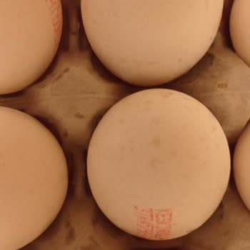 Migros'tan Alınan Keskinoğlu Yumurtalar Bozuk Çıkıyor