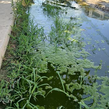 Tekirdağ Şarköy Belediyesi Foseptik Çukuru