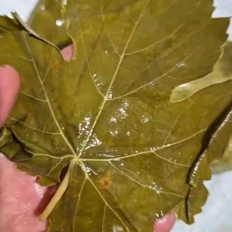 Koy_mahsulleri (Instagram) Yaprak Sıkıntısı