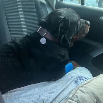 VetAmerikan Hayvan Hastanesi Vetamerikan Hastanesinde Yapılan Tedavi Sonrası Köpeğim Öldü