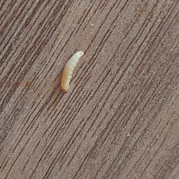 A101 Aldığım Bulgurun İçinde Böcek Çıktı