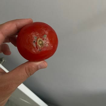 Bıktık Artık Bu Bosch Markanın BOZUK/KUSURLU Mal Satmasından