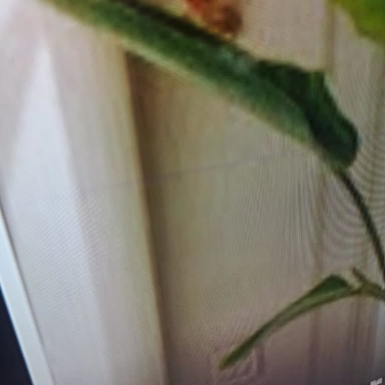 Samsung 55 İnç LED TV Piksel Hatası Yaptı, Çizgiler Oluştu!