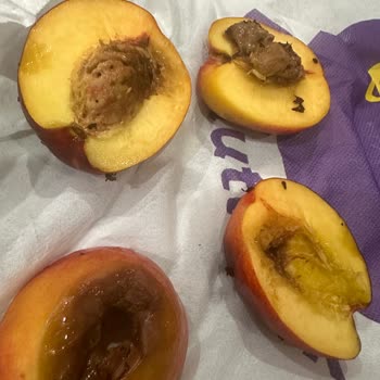 Getir Büyük Kurtlu Meyve