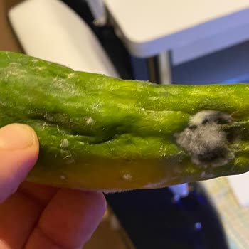 Arçelik Buzdolabımız Küf Üretme Fabrikası!