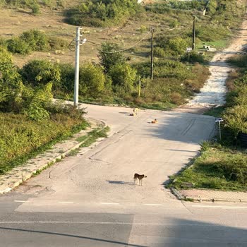 İzmit Belediyesi Alikahya Fatih Mah Köpek Sorunu