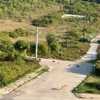 İzmit Belediyesi Alikahya Fatih Mah Köpek Sorunu