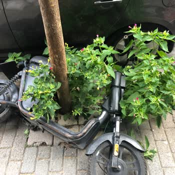 Martı Mobilete Araca Zarar Verdi