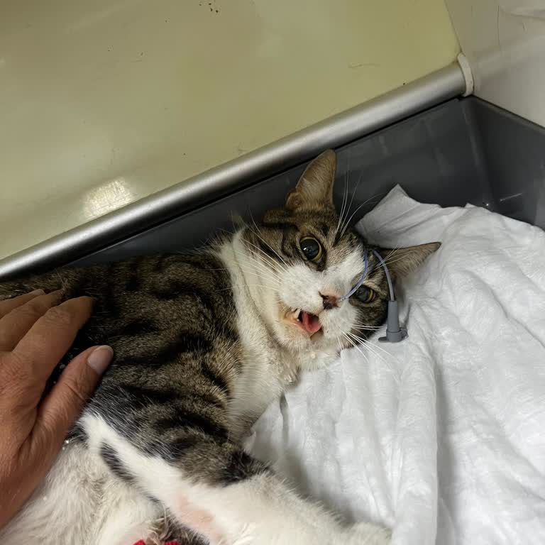 Central Animal Veteriner Hizmetlerinde Yaşanan Büyük Hayal Kırıklığı!