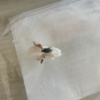 Beyzade Restoran Pilav Hijyen Sorunu