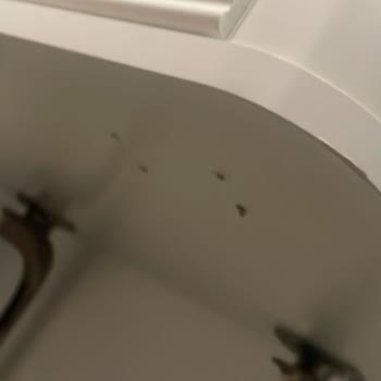 Bellona Belek'ler Firması Larissa Takım