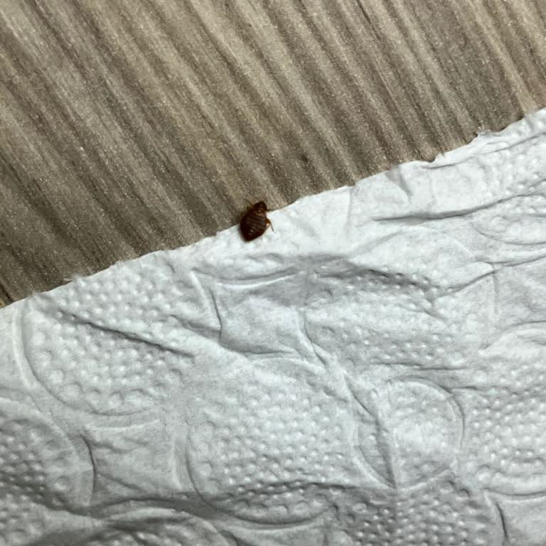 Mondi Yatak Tahta Kurusu Eziyeti