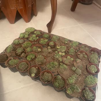 Kaktus_sukulent22 (Instagram) Alınan Bitkiler Ölü Ve İstenilen Gibi Gelmedi