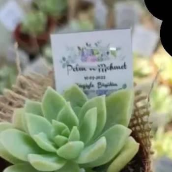 Kaktus_sukulent22 (Instagram) Alınan Bitkiler Ölü Ve İstenilen Gibi Gelmedi