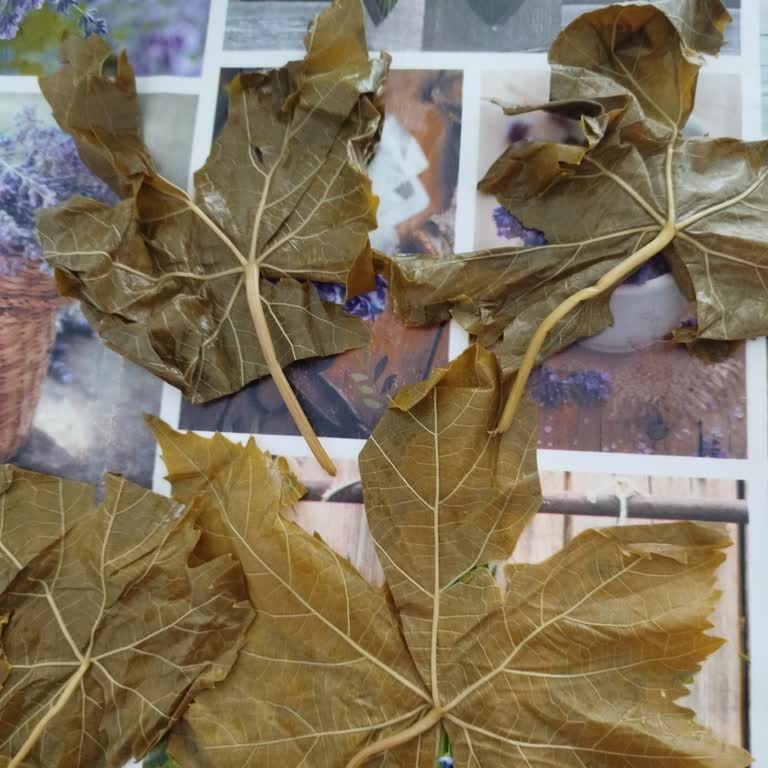 Naturellsalamur (Instagram) Kalın Ve Damarlı Yapraklar Aldım, İade Kabul Edilmedi