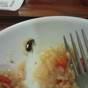 Meg Yemek Yemeğimden Böcek Çıktı