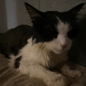 Maça Veteriner Kliniği Maça Veteriner Haksız Kazanç Ve Yanlış Tedavi Yüzünden Kedimi Öldürdü!