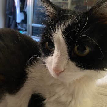 Maça Veteriner Kliniği Maça Veteriner Haksız Kazanç Ve Yanlış Tedavi Yüzünden Kedimi Öldürdü!