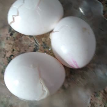 47752485221 Migros Hemen Sipariş Sıkıntısı