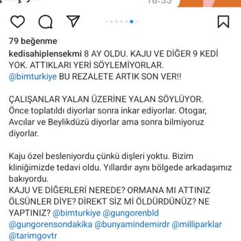 BİM Güngören Şubesinin Attığı Kediler