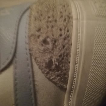 Hepsiburada FLO Dan Reebok Ayakkabı Aldım Şikayetçiyim.