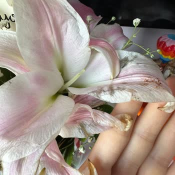 Çiçek Sepeti Solmuş Çiçekler Gönderdi!