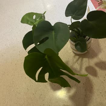 Çiçek Sepeti Bakımsız Özensiz Çiçek Gönderdi