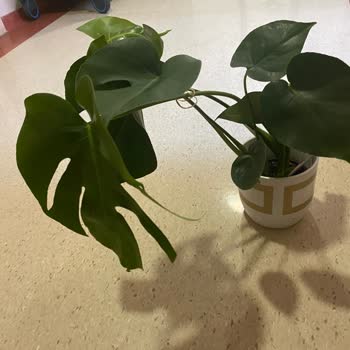 Çiçek Sepeti Bakımsız Özensiz Çiçek Gönderdi