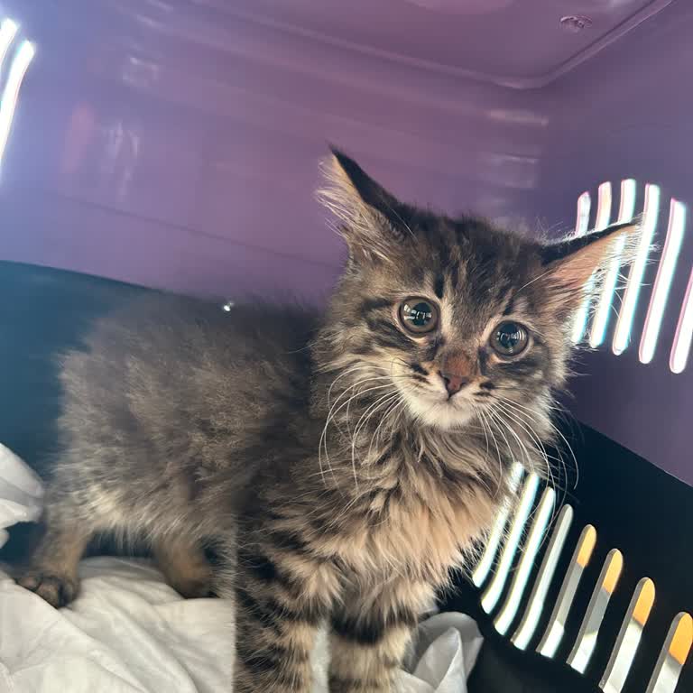 Şile Belediyesi Sağlıklı Kediyi Öldürdüler