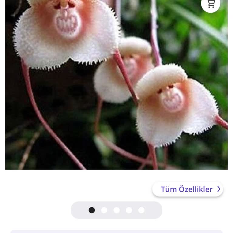 Çiçek Tohumu Gelmedi (çam Tohumculuk)