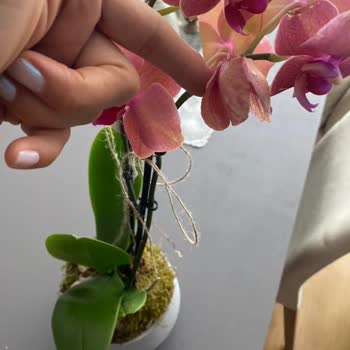 Taze Çiçek Double Hot Orkide Yerine Farklı Ve Çürük Çiçek Gönderimi