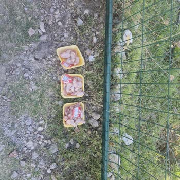 BİM Kokmuş Tavuk Satıyor