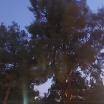 İzmir Büyükşehir Belediyesi Ağaçlar Çok Yüksek