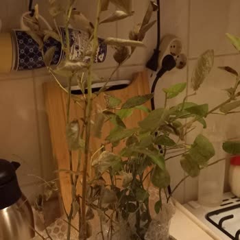 ALZ Garden Aldığım Yabanmersini Fidanları Beklentilerimi Karşılamadı