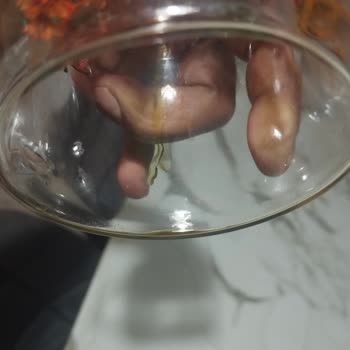 Kupa Dünyam Dönüş Yapılmadı