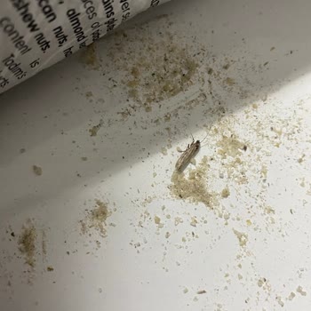 Tadım Çekirdeğinde Böcek Şoku: Güvenimiz Sarsıldı