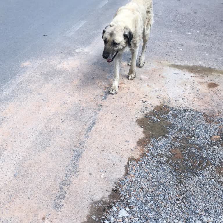 İBB - İstanbul Büyükşehir Belediyesi Kopek Toplanma Yasası!?